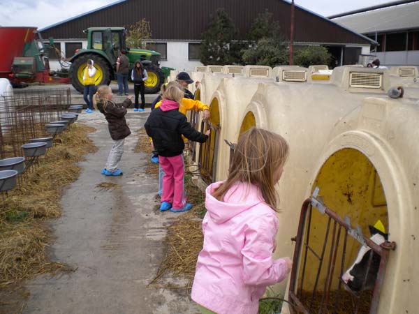 Deti za kravou 084 My a teliatka